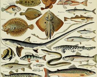 Vintage vis print, Franse vis grafiek visserij illustratie biologie poster Wall Art Home decor