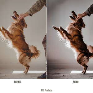 May include: A golden retriever dog jumps up in the air with its mouth open, as a person's hand reaches down to pet it. The dog is in focus, while the person's hand and arm are blurred. The background is a light gray wall.