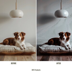 May include: A brown and white dog laying on a light brown dog bed with a white, round pendant light hanging above. The dog bed is on a wooden floor. The image is split into two sections, showing the same scene before and after a filter is applied. The "Before" image has a white wall, while the "After" image has a light gray wall with a subtle pattern.