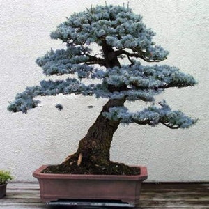 SALE! 20 Colorado Blue Spruce Bonsai seed High Quality seed + free gift  Nice home plant  limited Order now