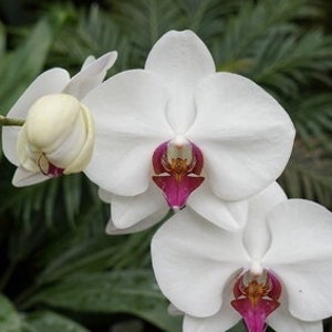 10 Parrot Orchid Flower seeds and 20 Egret orchid flower seed Plus Free Gift Nice home plant Decor Fast shipping Order now limited supply 10 Parrot Orchid Flower seeds and 20 Egret orchid flower seed Plus Free Gift Nice home plant Decor Fast shipping Order now limited supply