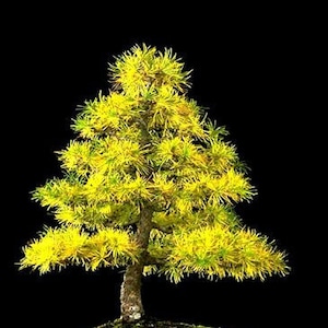 Puede incluir: Un árbol bonsái de color amarillo verdoso en una maceta marrón. El árbol está en un estilo bonsái clásico con un solo tronco y muchas ramas.
