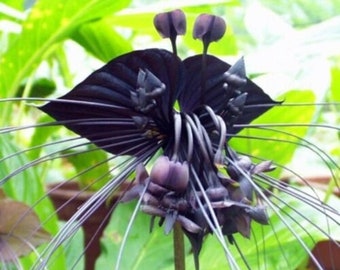 100 Black Tiger Flower Orchid seed and 20 Monkey Face Orchid  seed High Quality seed+ free gift  home ,patio  plant  Limited   Order Now