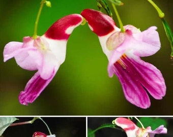 100 bell orchid seeds flower seeds rare beautiful seeds for home decoration and wedding decoration