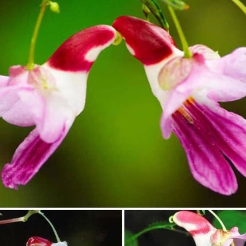 10 Parrot Orchid Flower seeds and 20 Egret orchid flower seed Plus Free Gift Nice home plant Decor Fast shipping Order now limited supply 10 Parrot Orchid Flower seeds and 20 Egret orchid flower seed Plus Free Gift Nice home plant Decor Fast shipping Order now limited supply