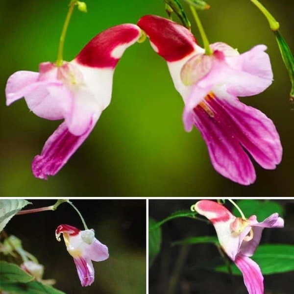 100  Parrot Orchid Flower seed Rare and 20 Egret orchid flower seed   Nice for  home  or Patio plant Plus free gift Limited supply Order now