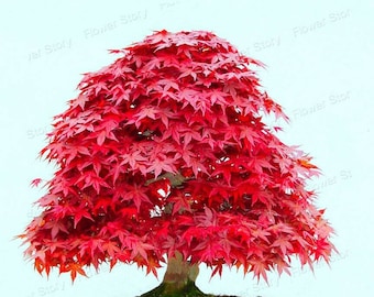 SALE! 10 Japanese Acer   Red Lace maple Bonsai seeds and  10 Sequoia California redwood seed Plus gift  Nice home plant Order Now