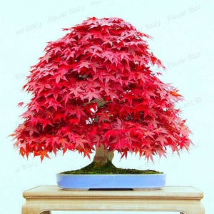 Semi di Acero Rosso (Red Maple Lace) per Bonsai Giapponese, 10 Semi + 10 Semi di Sequoia (Redwood) più un Regalo in Omaggio. Disponibilità limitata. Ordina ora!