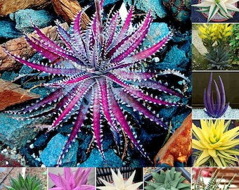 SALE 20 Exotic Aloe Vera cactus colorful seed Mix and 10 Cactus succulent seed Mix Plus free gift Nice for  Home or patio  Limited Order now