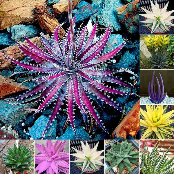 SALE 20 Exotic Aloe Vera cactus colorful seed Mix and 10 Cactus succulent seed Mix Plus free gift Nice for  Home or patio  Limited Order now