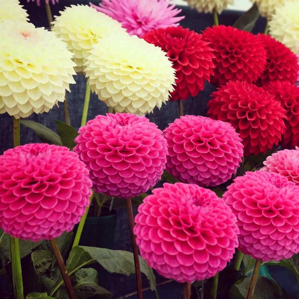 20 Pompon Dahlia colorful flower mix Fun and easy to grow Nice for patio plant or garden plus free gift Limited supply Order Now