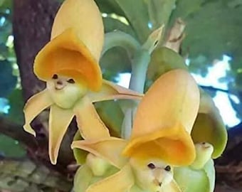 20 semillas de flor de orquídea cara de sol y 20 semillas de flor de orquídea garceta Más regalo gratis diversión para crecer envío rápido Suministro limitado Ordene ahora
