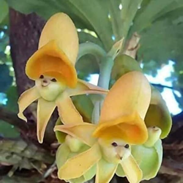 20 Sun face orchid flower seed and 20 egret orchid flower seed Plus free gift fun to grow  fast shipping Limited supply Order Now