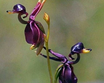 20 Flying Duck Orchid  flower seed and  10 Moth Orchid  seed Rare Plus free gift  fast shipping Order now