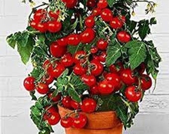 20 Cherry Tomato seeds Organic Tasty Non GMO, and easy to grow on patio or garden Limited Supply Order Now