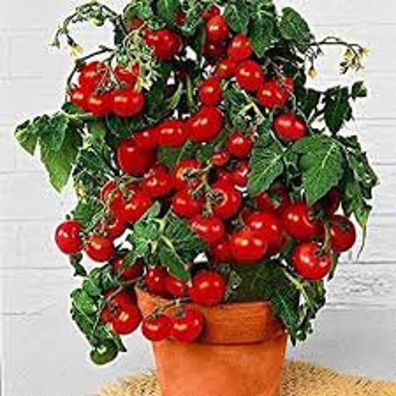 20 Cherry Tomato seeds Organic Tasty Non GMO, and easy to grow on patio or garden Limited Supply Order Now image 1