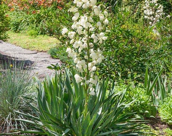 7 graines de Yucca Adams Needle plant Faciles et amusantes à cultiver pour le jardin ou la terrasse Plus un cadeau gratuit Quantité limitée Commandez maintenant