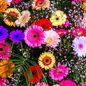 May include: A bouquet of colorful gerbera daisies in shades of pink, red, orange, yellow, purple, and white. The flowers are arranged in a lush green foliage background.