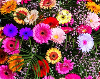 50 Painted Gerbera Daisy flower Mix seed easy and fun to grow nice for home patio plant Limited Supply Order Now