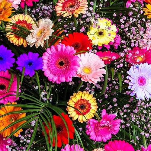50 Painted Gerbera Daisy Flower Mix Seed and 20 Birds of - Etsy