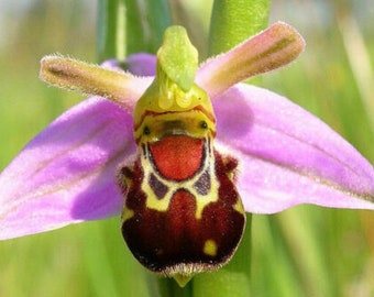 100 Laughing Bumble bee Orchid seed nd 20 Naked man Orchid seed   Rare + free Gift Nice home plant  Limited supply Order now