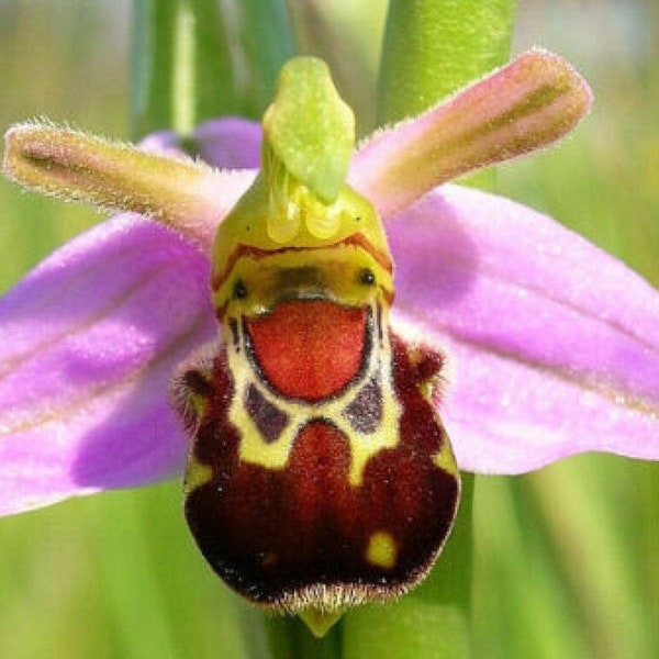 100 Laughing Bumble bee Orchid seed nd 20 Naked man Orchid seed   Rare + free Gift Nice home plant  Limited supply Order now