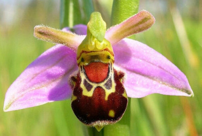100 Laughing Bumble bee Orchid seed nd 20 Naked man Orchid seed Rare free Gift Nice home plant Limited supply Order now image 1