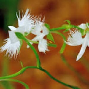 100 White Dove Orchid Flower seed and 20 Laughing Bumblebee seed High Quality seed Plus gift nice home plant limited supply Order now image 3