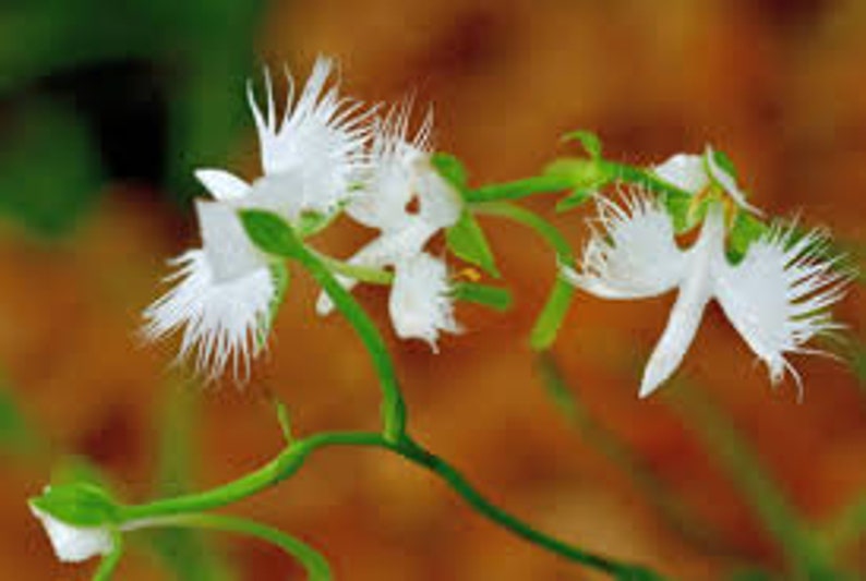 100 White Dove Orchid Flower seed and 20 Laughing Bumblebee seed High Quality seed Plus gift nice home plant limited supply Order now image 3