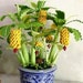 20 Dwarf Banana Bonsai tree seed juicy and edible  + 10 Blueberry Bonsai  seed sweet Plus free gift Fun to grow  limited supply Order now 