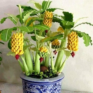 20 Dwarf Cavendish Banana seed Edible sweet and juicy and 10 Blueberry Bonsai seed sweet Free gift Indoor or patio Limited Order now image 1