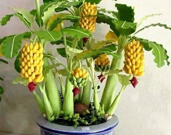 20 semi di banana nana Cavendish commestibili dolci e succosi e 10 semi di mirtillo bonsai dolci + regalo gratuito per interni o patio ordine limitato ora