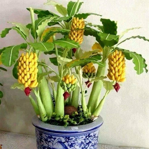 20  Dwarf  Cavendish Banana seed Edible sweet and juicy  and 10 Blueberry Bonsai seed  sweet + Free gift Indoor or  patio Limited  Order now