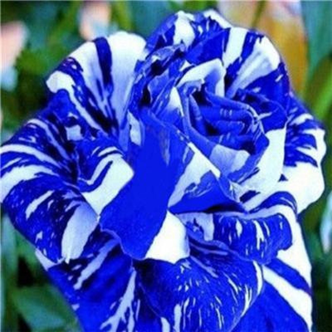 20 Tiger Stripe Blue Rose Flower Seeds Rare and 20 Rainbow