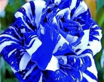 20 Tiger stripe blue rose Semillas de flores raras y 20 Rainbow crisantemo Semillas de flores Diversión para cultivar patio o jardín Suministro limitado Ordenar ahora