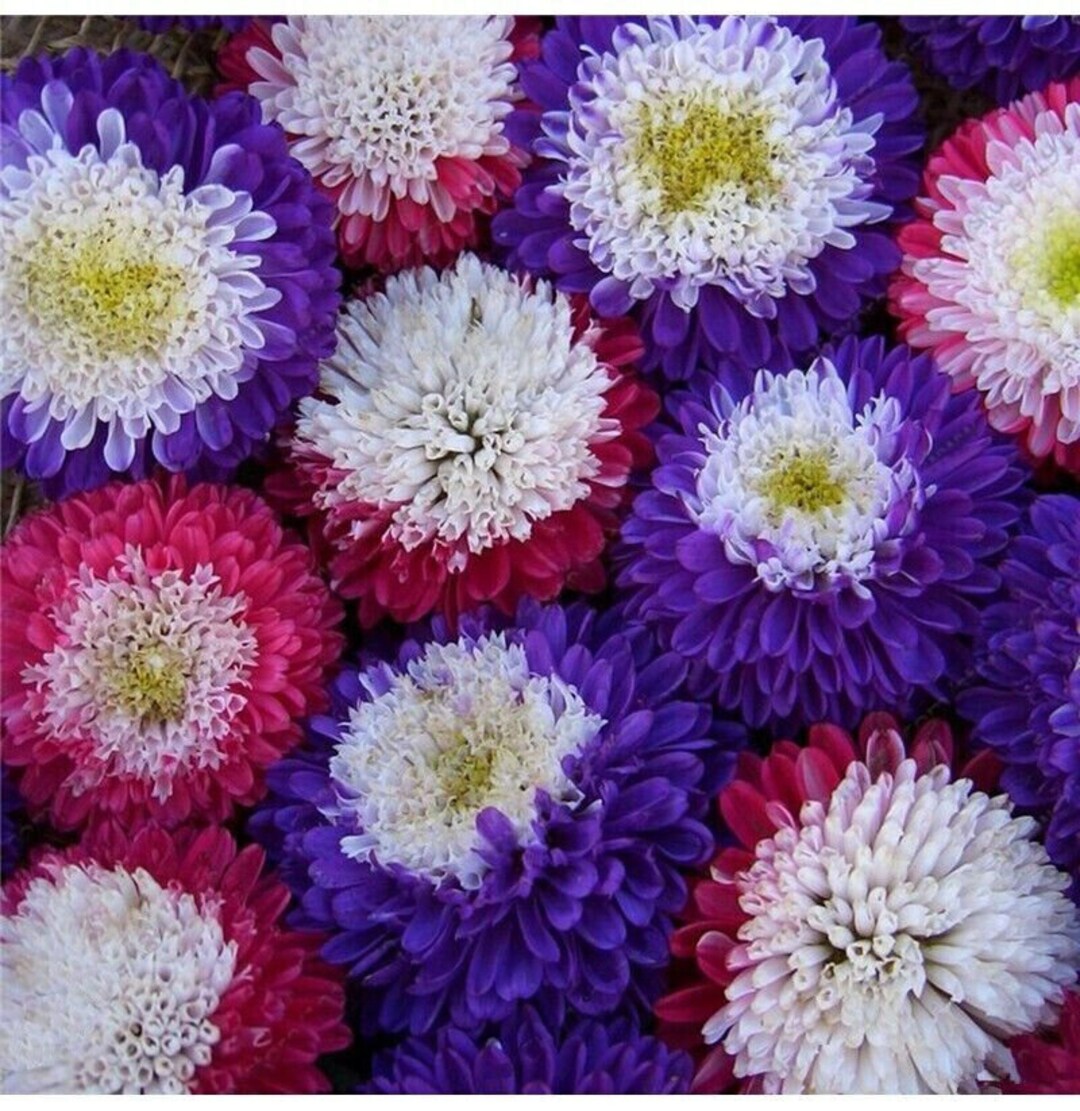 20 Rainbow Chrysanthemum Flower Seed Mix and 10 Clematis Etsy
