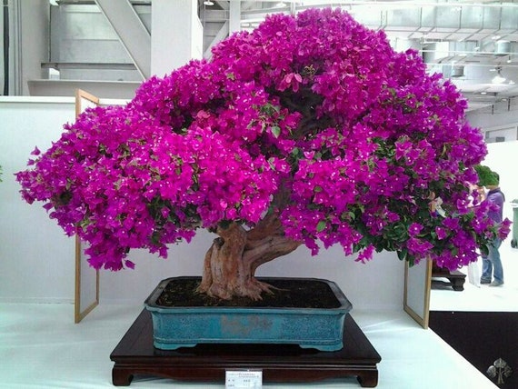 Kirschblten Bonsai 20 samen & 20 Bonsai Blaufichte samen, fr haus und  garten Plus gratis Geschenk Limitierte Lieferung Jetzt Bestellen! - Etsy  Schweiz
