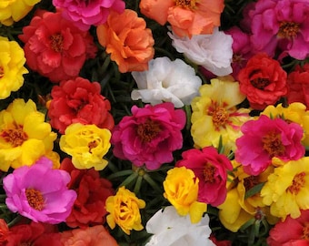 100 Moss Rose Happy Hour Grandiflora seed Mix Colorful showy flowers Plant in patio or garden easy to grow Limited Supply Order Now