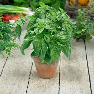 50 Italian Basil seeds Genovese Aromatic and flavorful. Easy to grow plant on patio or garden Limited supply Order Now image 2