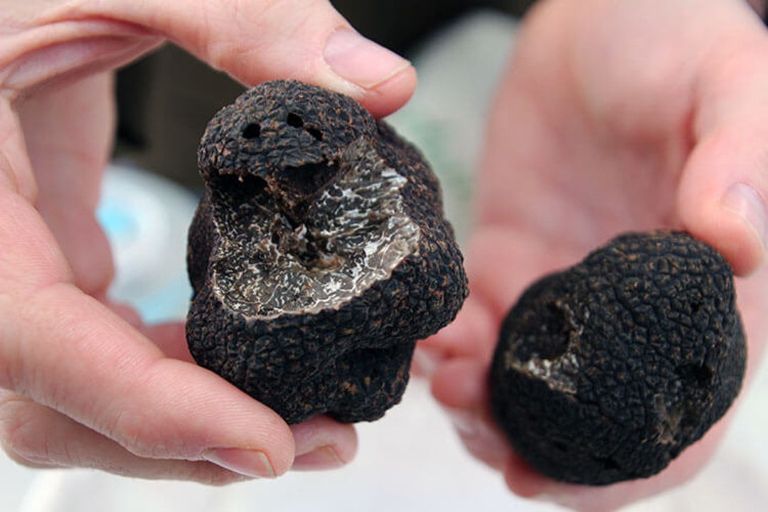 SALE 20 Périgord French Black Truffle Seeds Grow Your Own Edible