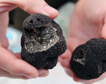 SALE 20 Périgord French Black Truffle seeds Grow your own Edible Delicious Truffles  Quality fresh seed Plus Free gift Limited  Order Now