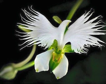 10 Parrot Orchid Flower seeds and 20 Egret orchid flower seed Plus Free Gift Nice home plant Decor Fast shipping Order now limited supply 10 Parrot Orchid Flower seeds and 20 Egret orchid flower seed Plus Free Gift Nice home plant Decor Fast shipping Order now limited supply