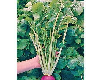 100 Turnip Purple top White Globe seeds Nom GMO Fresh seed Hardy crops  Delicious and easy to grow Limited Supply Order Now