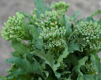 25 Broccoli Raab Italian Seeds,  Tasty and easy to grow plant in garden Non GMO  Limited supply Order now