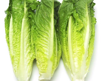 25 Romaine Lettuce (Paris island) seeds Organic Non GMO delicious and easy to grow plant in garden Limited supply Order Now