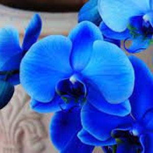 May include: Close-up of blue orchids in bloom. The orchids are in focus, while the background is blurred.