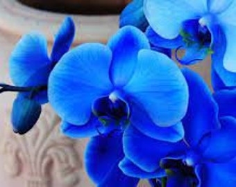 100 Royal Blue Orchid Flower seed  and  20  White Orchid Moth seed Hi  High Quality seed + gift  Home  or Patio plant  Limited Order now