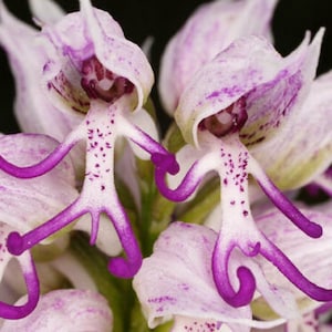 May include: Close-up of a pink and white orchid with long, thin, purple petals. The orchid has a unique, human-like shape.