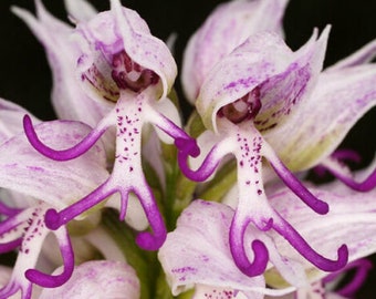 100 Naked Man Orchid Blumensamen und 20 Motten Orchideen Samen Hochwertige Samen Plus Gratis Geschenk für Haus- oder Terrassenpflanze Begrenzte Verfügbarkeit Bestellen Sie jetzt