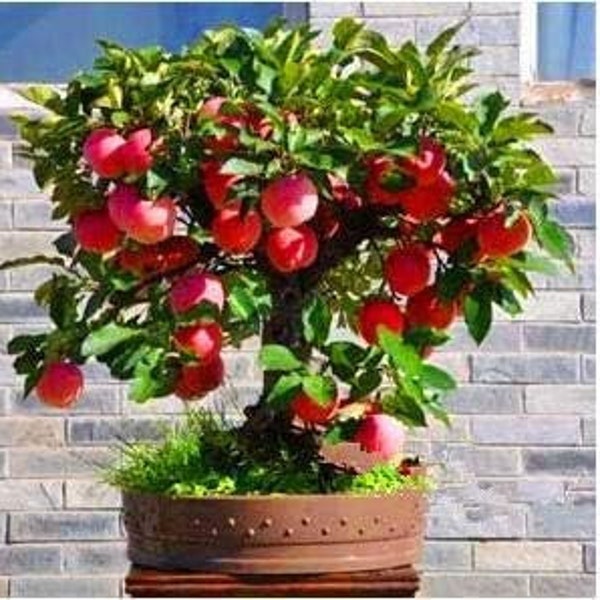 SALE 10 Dwarf Red Wine Sap Apple Tree  seed sweet and Juicy plus 10 Dwarf banana seed sweet edible and free gift for home or patio Order Now